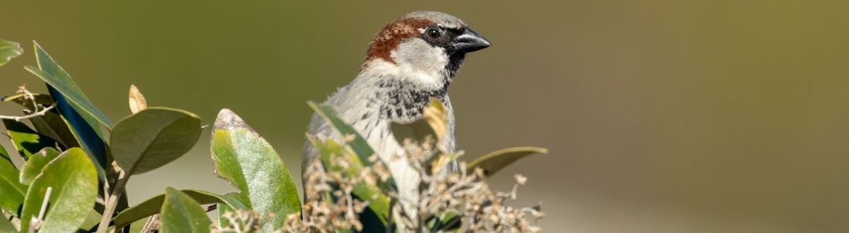 [paste advice page name here]